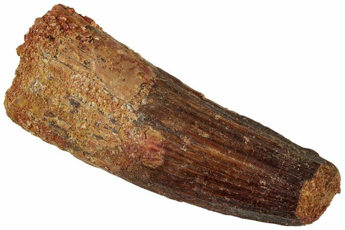 Real Fossil Spinosaurus Tooth - Feeding Worn Tip #311167